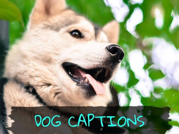 Dog Captions for Instagram